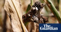 Biology Fungal attacks threaten global food supply, say experts
