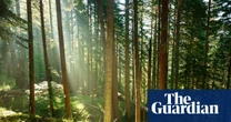 Trees may store less planet-heating carbon than hoped, study suggests