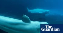 Canada endorses embattled marine park’s plan to relocate 30 beluga whales