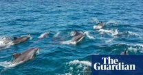 Could giving this pod of dolphins the same legal rights as humans help keep them safe?