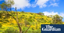 Western Australia’s spring wildflowers bloom – in pictures
