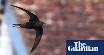 Noted swift nesting site destroyed by contractors in peak season