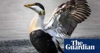 The Place of Tides by James Rebanks review – duck tales