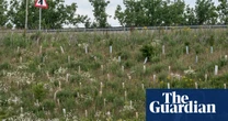 How a £1.5bn ‘wildlife-boosting’ bypass became an environmental disaster