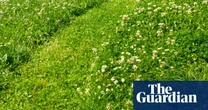 How to create a more eco-friendly lawn: six things you can do right now, according to an expert