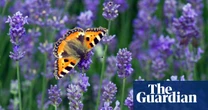‘This year has been dead’: where have Britain’s insects gone?