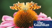 What links butterfly, air, French and Glasgow? The Saturday quiz