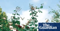 Death and the Gardener by Georgi Gospodinov review – how it feels to lose a father