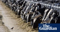 From birds, to cattle, to … us? Could bird flu be the next pandemic? – podcast