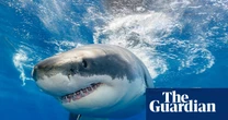 Toothless sharks? Ocean acidification could erode predator’s vital weapon, study finds
