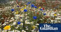 England’s nature-friendly farming budget to be cut by £100m