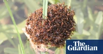 Detection of fire ants in Queensland 800km from closest infestation sparks fury over gaps in eradication funding