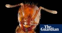 Fresh warning on fire ants in Queensland as suppression efforts struggle to halt spread