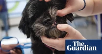 Vet complaint process in UK often ‘stacked against pet owners’