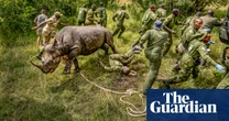 Saving Kenya’s black rhinos – in pictures