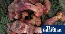 Plantwatch: Beware a tasty mushroom with a powerful hallucinogen