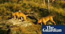 ACT moves to protect dingoes after genetic study into animals in Namadgi national park