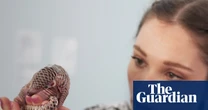 Undercover in Laos: how Chinese tourism fuels animal trafficking – video
