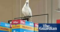 Efforts continue to rescue cockatoo ‘living on brioche’ for four weeks inside Sydney supermarket