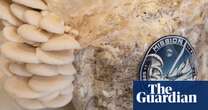 ‘Perfect space crop’: Australian company to attempt to grow first mushrooms in orbit