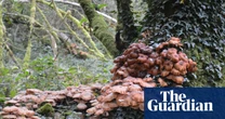 Hot summer and damp autumn cause UK boom in destructive honey fungus