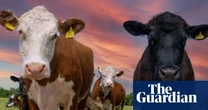 Dairy farmers say worker shortage is threatening UK food security