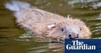 No 10 blocks beaver release plan as officials view it as ’Tory legacy’