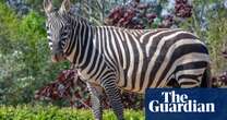 Zebra killed after being impaled by rhino at Colchester zoo