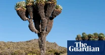 Plantwatch: Relative of common weed can grow up to 30ft tall on Kilimanjaro
