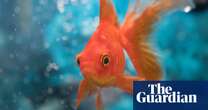 Biology Fish GPS? Scientists find goldfish go farther next to certain stripes