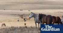 More than 5,000 feral horses culled in Kosciuszko national park since aerial shooting resumed