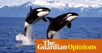 I was a big orca fan – but their skincare regime is giving me the ick | Emma Beddington