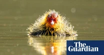 Week in wildlife – in pictures: a rare blue frog, a cheeky heron and climbing bears