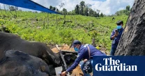 What is killing Sumatra’s elephants? The battle to save one of our rarest animals