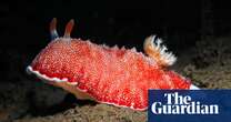 A gorgeous flash of colour in a murky loch: how nudibranchs won my heart