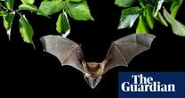 Caught not quite in the act: church cameras reveal bat sex ritual