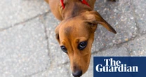 Small, long-nosed dog breeds live longer, study reveals