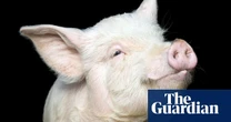 Can you solve it? Do you have a snout for numbers?