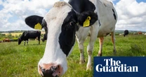 US startup claims lab-made, climate-friendly butter tastes ‘like real thing’
