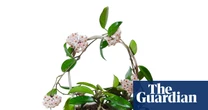 Houseplant clinic: why won’t my wax plant bloom?