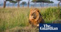 Scarier than lions: how fear of ‘super predator’ humans is shaping the animal kingdom – podcast