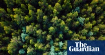 Victoria’s mountain ash forests could lose a quarter of ‘giant’ trees as temperatures rise