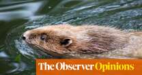 David Archer, let it go. Beavers are nature’s answer to our broken rivers | Helena Horton