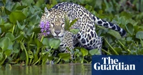 ‘Losing Noah’s Ark’: Brazil’s plan to turn the Pantanal into waterway threatens world’s biggest wetland
