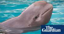 Canada’s Marineland to rehome its whales and dolphins as it seeks a buyer