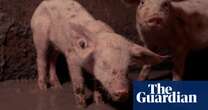 Calls for legal action after ‘unimaginable suffering’ filmed at Devon pig farm