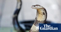 More than 2,700 dangerous wild animals kept in homes in Great Britain