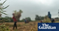 How does it feel to be a farm worker in Trump’s America? ‘We live day to day with this fear’
