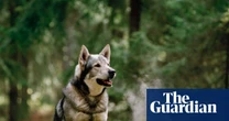 When the Cranes Fly South by Lisa Ridzén review – a novel anyone will take to heart