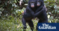 Chimps can recognise peers decades later – especially if they got on well